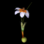 ANIMATED FLOWERS COLLECTION