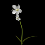 ANIMATED FLOWERS COLLECTION