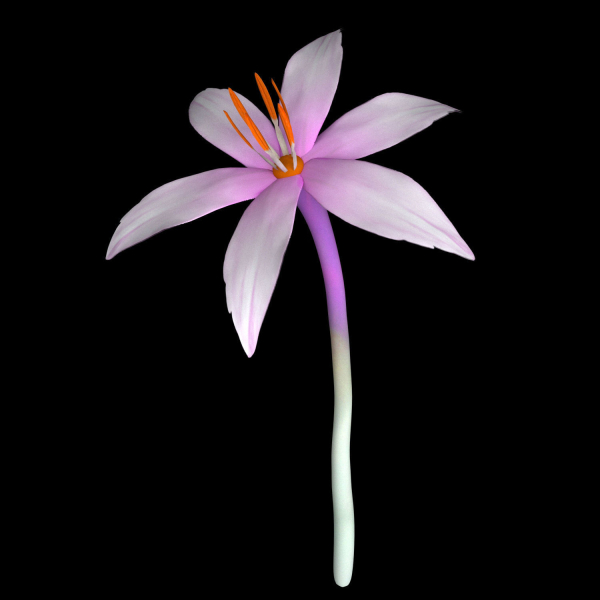 ANIMATED FLOWERS COLLECTION