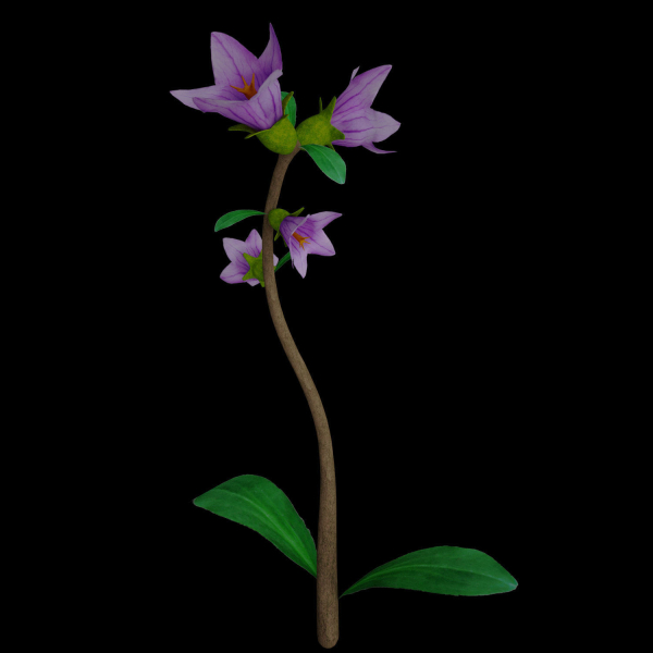 ANIMATED FLOWERS COLLECTION