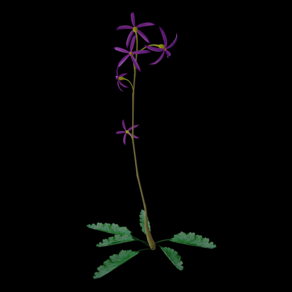 ANIMATED FLOWERS COLLECTION