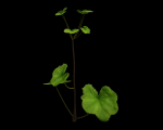 ANIMATED FLOWERS COLLECTION