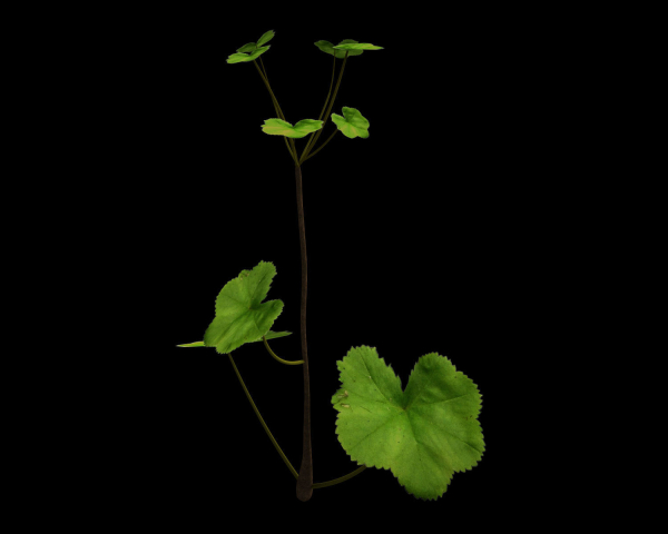 ANIMATED FLOWERS COLLECTION