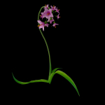 ANIMATED FLOWERS COLLECTION