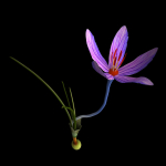 ANIMATED FLOWERS COLLECTION