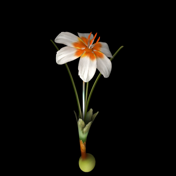 ANIMATED FLOWERS COLLECTION
