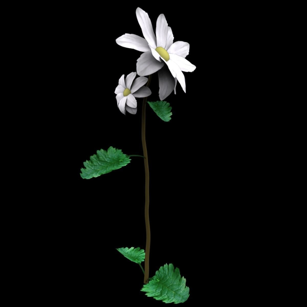 ANIMATED FLOWERS COLLECTION