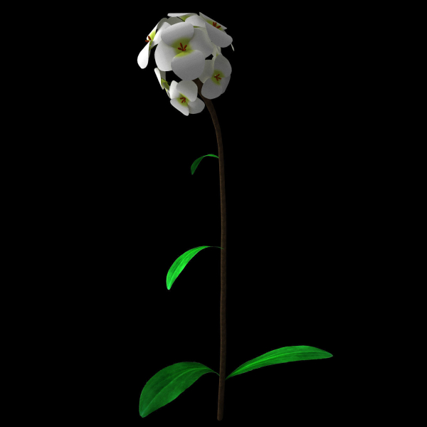 ANIMATED FLOWERS COLLECTION
