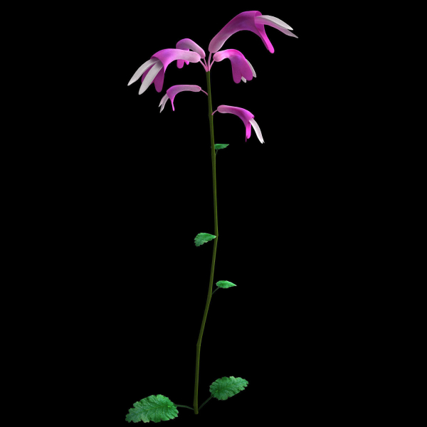 ANIMATED FLOWERS COLLECTION