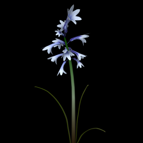 ANIMATED FLOWERS COLLECTION