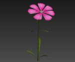 ANIMATED FLOWERS COLLECTION
