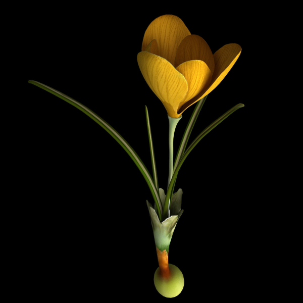 ANIMATED FLOWERS COLLECTION