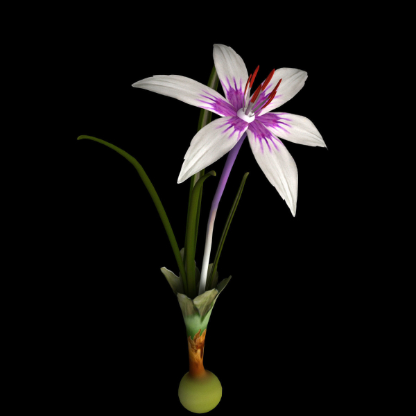 ANIMATED FLOWERS COLLECTION