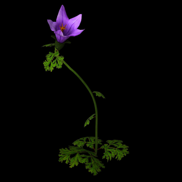 ANIMATED FLOWERS COLLECTION
