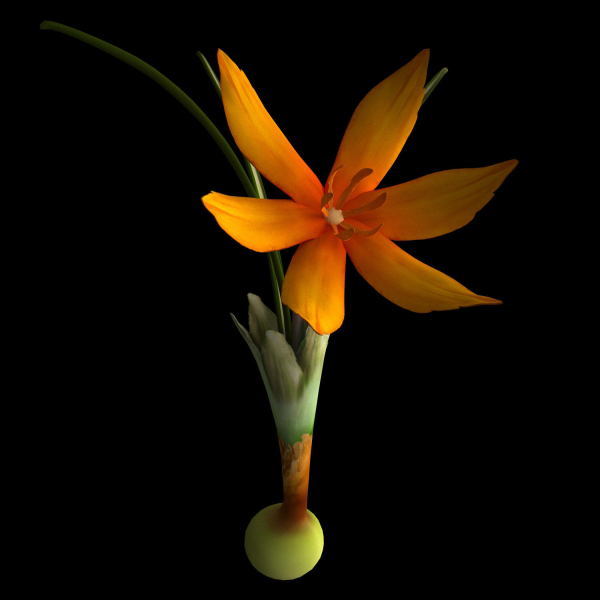 ANIMATED FLOWERS COLLECTION