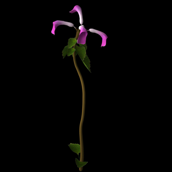 ANIMATED FLOWERS COLLECTION