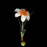ANIMATED FLOWERS COLLECTION