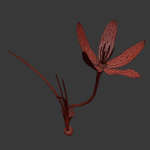 ANIMATED FLOWERS COLLECTION