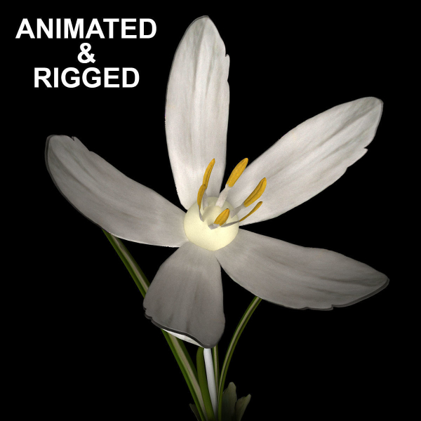 ANIMATED FLOWERS COLLECTION