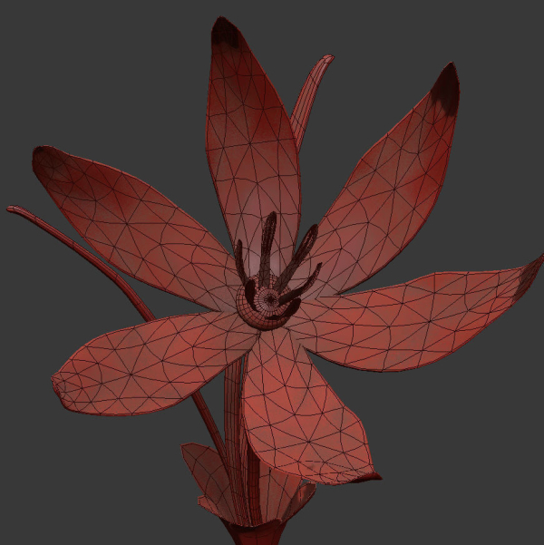 ANIMATED FLOWERS COLLECTION