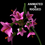 ANIMATED FLOWERS COLLECTION