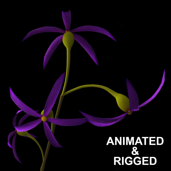 ANIMATED FLOWERS COLLECTION