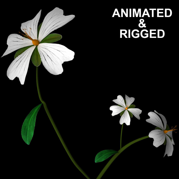 ANIMATED FLOWERS COLLECTION