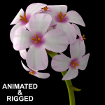 ANIMATED FLOWERS COLLECTION