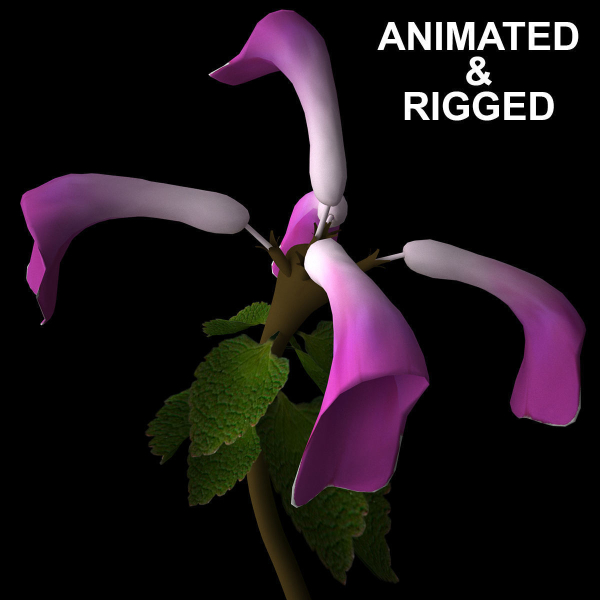ANIMATED FLOWERS COLLECTION