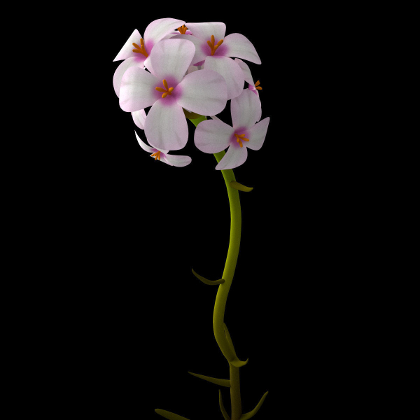 ANIMATED FLOWERS COLLECTION