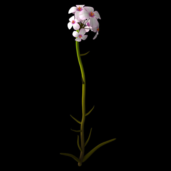 ANIMATED FLOWERS COLLECTION