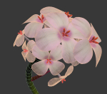 ANIMATED FLOWERS COLLECTION
