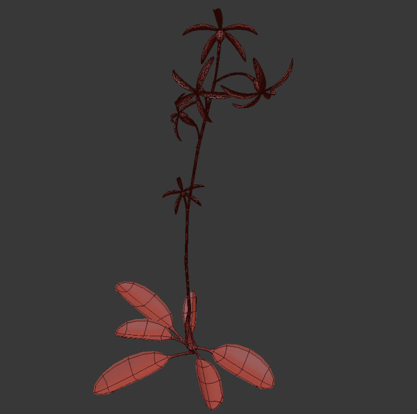 ANIMATED FLOWERS COLLECTION