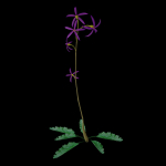ANIMATED FLOWERS COLLECTION