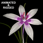 ANIMATED FLOWERS COLLECTION