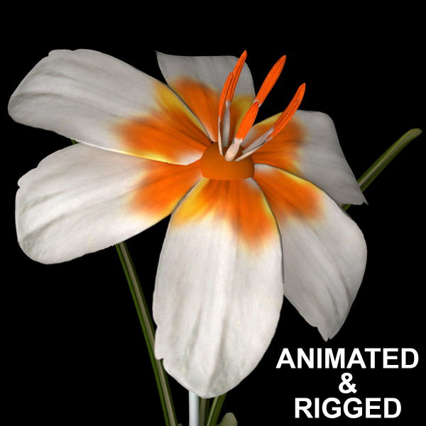 ANIMATED FLOWERS COLLECTION