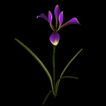 ANIMATED FLOWERS COLLECTION