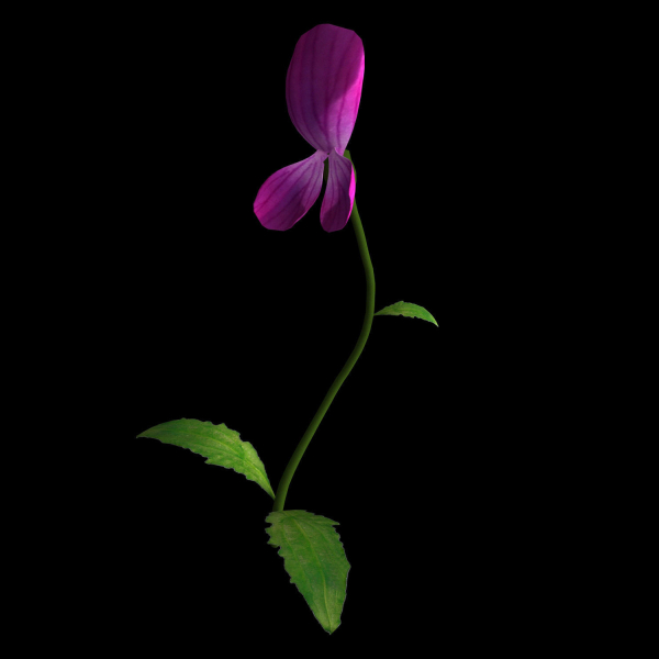 ANIMATED FLOWERS COLLECTION