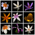 ANIMATED FLOWERS COLLECTION