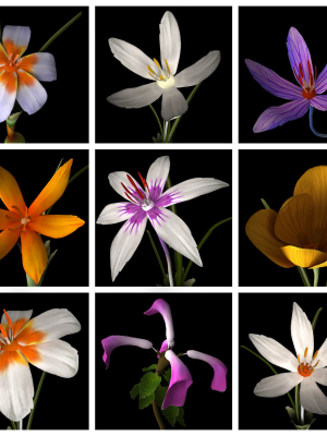 animated-flowers-collection-3d-model-animated-rigged-max