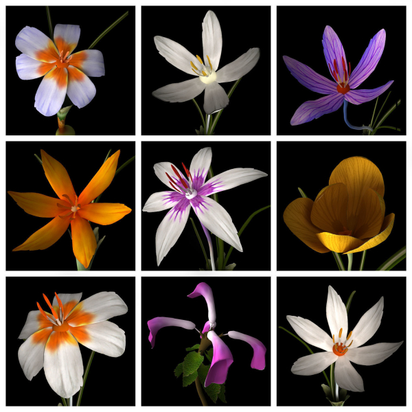 ANIMATED FLOWERS COLLECTION