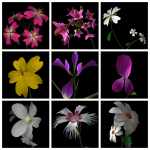 ANIMATED FLOWERS COLLECTION