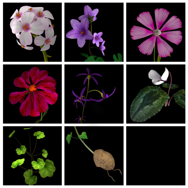 ANIMATED FLOWERS COLLECTION
