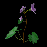 ANIMATED FLOWERS COLLECTION
