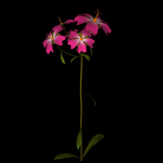 ANIMATED FLOWERS COLLECTION