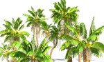 Animated Palm Trees