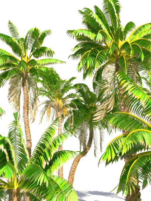animated-palm-trees-3d-model-animated-max-fbx-ms-py