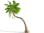 Animated Palm Trees