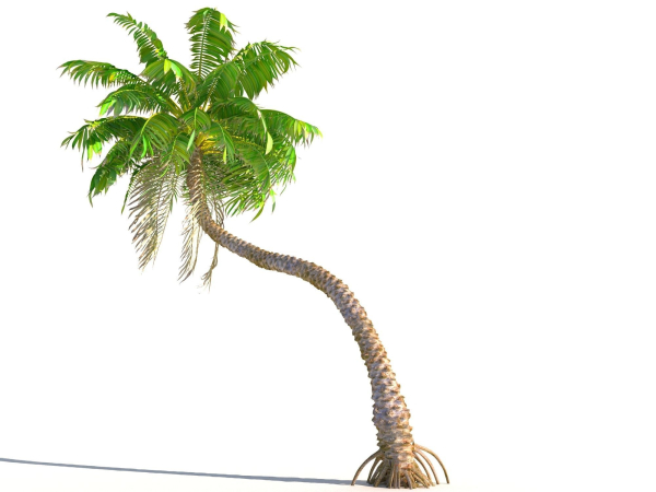 Animated Palm Trees