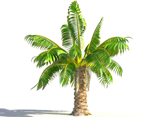 Animated Palm Trees